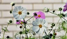 1987年的生肖何时好运(图文)