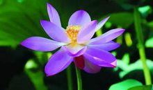 未来十天，升官发财，否极泰来，财源广进的四大生肖