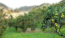 很有气质美，内涵美的生肖女