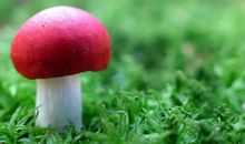 11月宏图大展，事业大成，生意红火的4大生肖