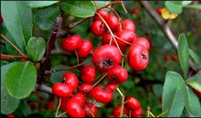 发现老公有弱点，就会抓住老公的弱点雪上加霜，让老公拔凉拔凉的生肖女