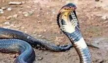 属蛇2021年运势及运程 2021年属蛇人的全年运势