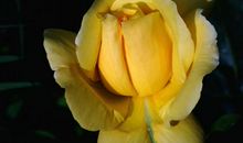 11月22号起财运超旺，喜报频传，日后存款翻番，大展宏图的四属相