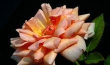 11月22号运势得到回转，横财大涨，财运加身，贵人引路的四属相