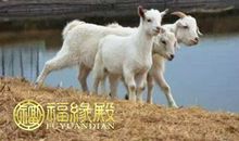 1991年属羊的人明年运势