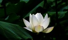 11月22号起喜鹊门前叫不停，吉星傍身，富贵翻几番的四属相