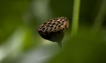 11月20号运势红到发紫，吉星重点关照，财运十分丰厚的四属相