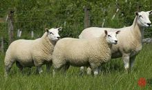 1991年属羊的最佳配偶