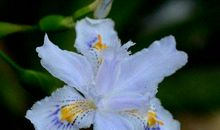 11月中旬得菩萨保佑，天天都能赚大钱，贫穷转富贵的3生肖