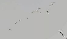 生肖属鼠人2020年农历五月搬家吉日，共有8天适合入宅乔迁