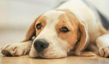 生肖狗和生肖牛的合财吗？