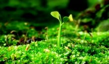 三月24号后，发一笔横财，运势如日中天，事业一顺百顺的五生肖