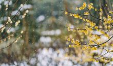 未来33天财神上门，运势一路向吉，财富源源到，让人眼红的生肖