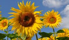 下周开始摆脱霉运，贵人提点，生财有道，顺利发家致富的3大生肖