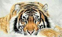 19年11月13日到年末生肖虎人的四大运势（财运、事业、健康、感情）最详细版！