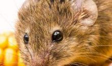 1996年属鼠人本命年多少岁，2020年今年运势好吗