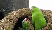 口无遮拦学不会闭嘴的生肖