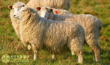 1991年属什么生肖，1991年属羊的是什么命