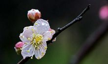 11月16号起，4生肖想不发财都难，春风得意，真是“惹”不起！