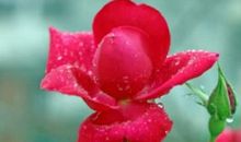 一周运势早知道（12.23-12.29）12生肖好运榜