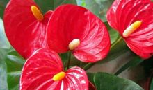 爱挑小毛病，钻牛角尖三大生肖女，男人不易带出门去聚餐！