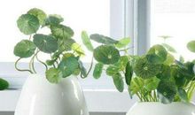 10月下旬桃花运旺盛，财源广进，日进斗金，能赚不少钞票的生肖