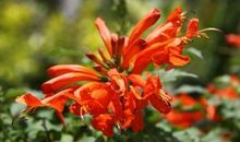 一周有财运佳的生肖，属虎人势在必得，第四名意想不到！