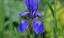 说话做事干脆直接，从不做作，善解人意，值得钟爱一生的属相女