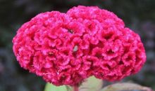 生气时，不爱说话三大星座，越哄越毛病多，惯不得！