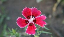 发生就发生了，哪怕是错了！三大星座有来生，也不会回头