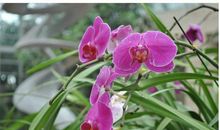 熬完10月运势飞涨，贵人关照，财运势不可挡，一路坦途的生肖！