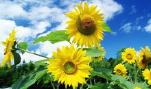 11月8号开始，一顺百顺，心想事成的4生肖，财运一飞冲天