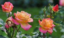 1973年生人运程如何(图文)