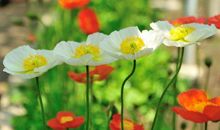 未来一年财从天降，贵人如云，赚得盆满钵满，富贵有余的3大生肖