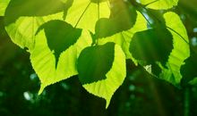 2020年吉星照耀，运势高涨，事业顺风顺水，发财有望的3生肖