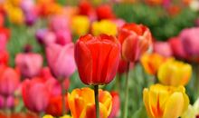 9月运势开始回温，出门迎财神、遇贵人，财运连旺的属相