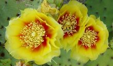 11月之后财运不出家门，家道富贵，全家同享好运，招惹不起的生肖