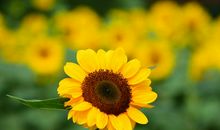 原创 未来仨月财星高照，出门有望遇贵人，将来日子无比风光的属相