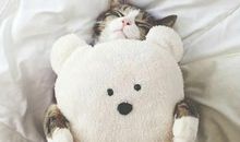 闹钟再多也难以起床的星座