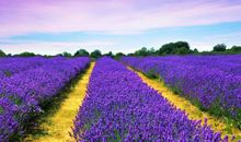 横财大奖难逃的三属相，11月上旬，吉星照耀，横财滚滚来