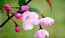 没有隔夜仇的3对生肖夫妻，生活和谐，很少会吹胡子瞪眼