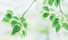 最擅长装傻的三大星座，情愿被人无视，实际上城府极深，做事讲究