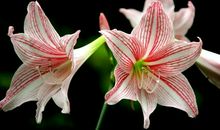 夫妻俩中有这个生肖，一生都有福享，有钱花，坐享富贵