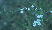 最能吃苦的生肖，10月开始撞上大运，喜气满满，以后再无劳累