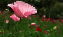 原创 接下来一月运势一路看好，财运最突出，财源滚滚，大赚钱财的属相