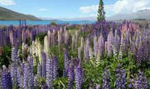 原创 下周大波好运袭来，后赚横财数不尽，财源翻倍，将高鹏展翅的属相