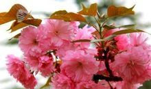 11月8号起交好运赚大钱，有钱没债务的生肖，天天享受富贵生活