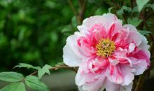 不缺爱只缺钱的3生肖，只想努力赚钱，早日发家致富