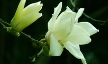 未来1年福运延绵，运势大爆发，闷声发大财，轻松享富贵的生肖