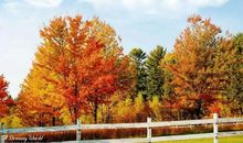 11月生金之局，招财添贵，家业兴旺的四大生肖